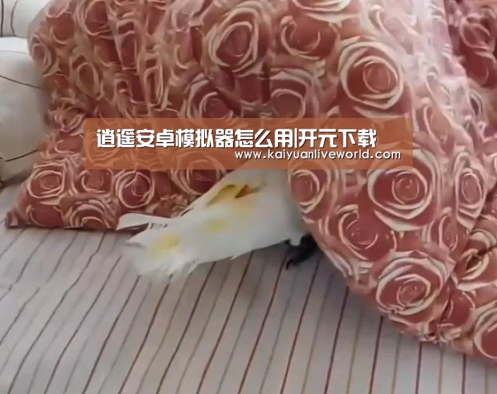逍遥安卓模拟器怎么用|开元下载(图2) 开元娱乐